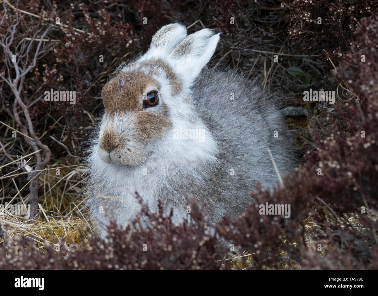 Cairngorm mountain hare hires stock photography and images Alamy
