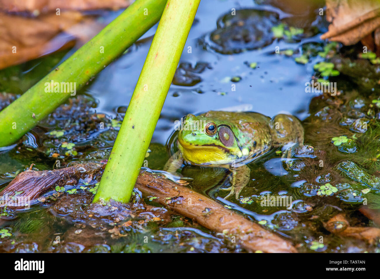 American bullfrog (Lithobates catesbeianus). Beaver Marsh. Cuyahoga Valley National Park. Ohio. USA Stock Photo