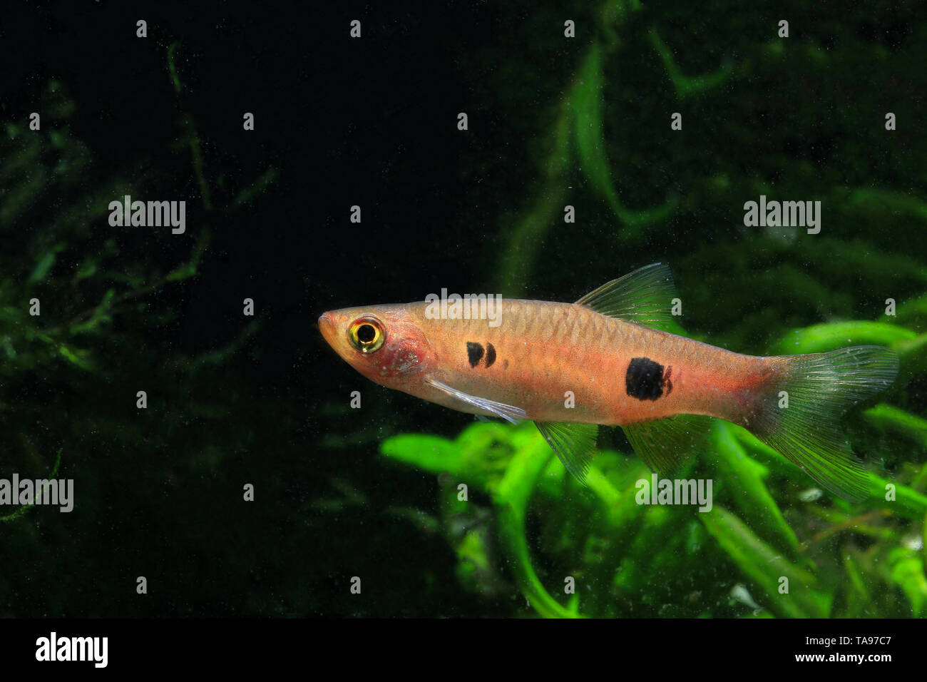 clown Rasbora, rasbora kalochroma, Stock Photo