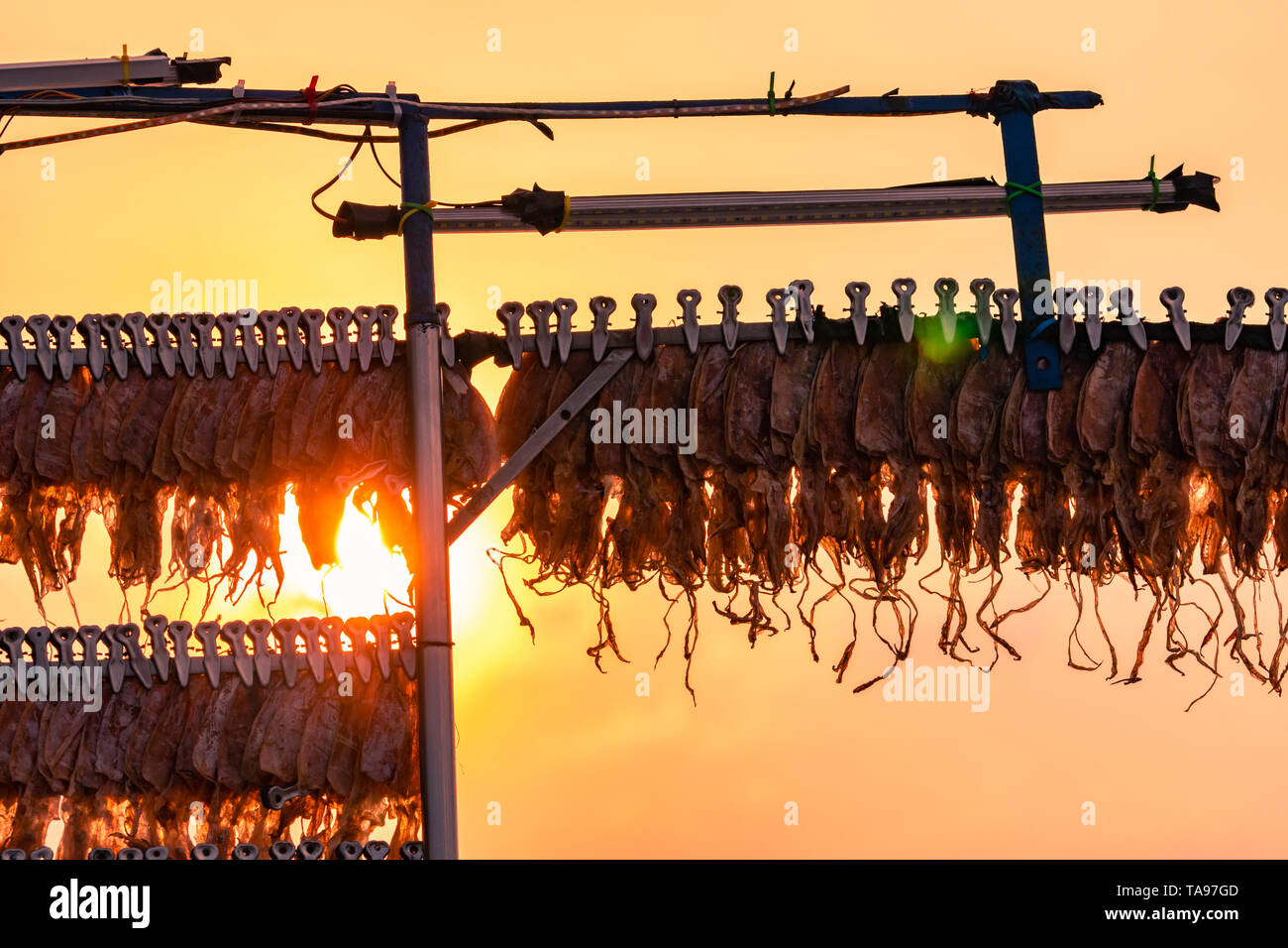 Dried squid hanging with clip in a line against sunset sky. Street food