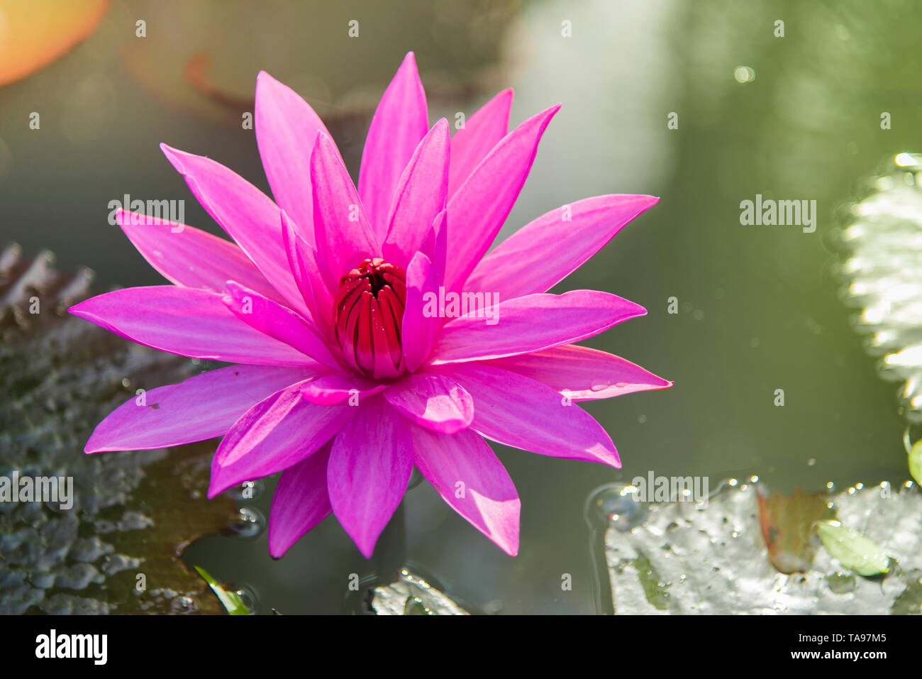 The lotus flower represents the symbol of Buddhism and can be used to