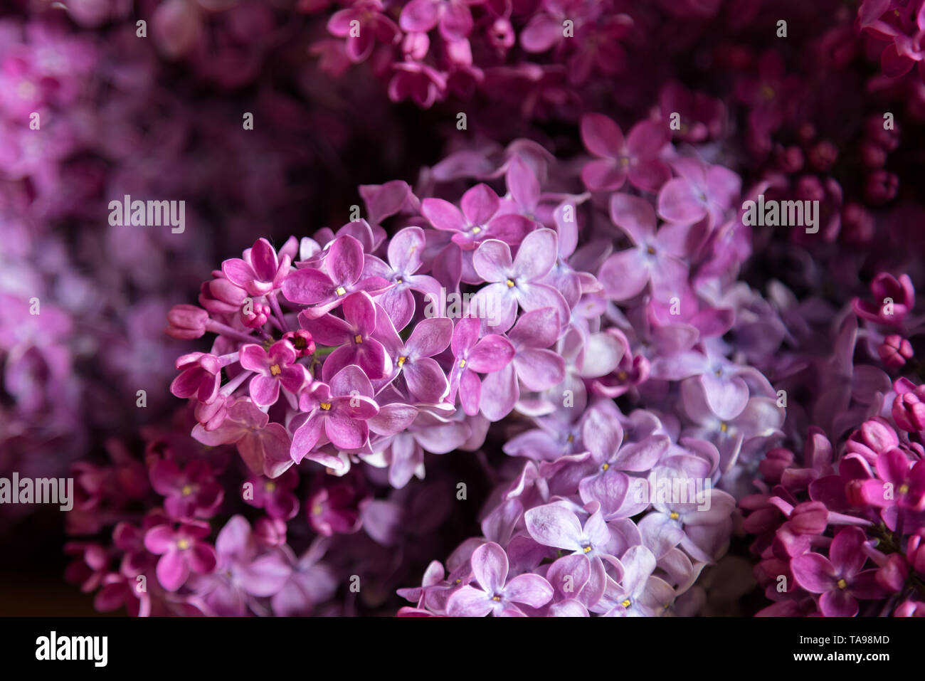 Lilac Jpg 1200 1093