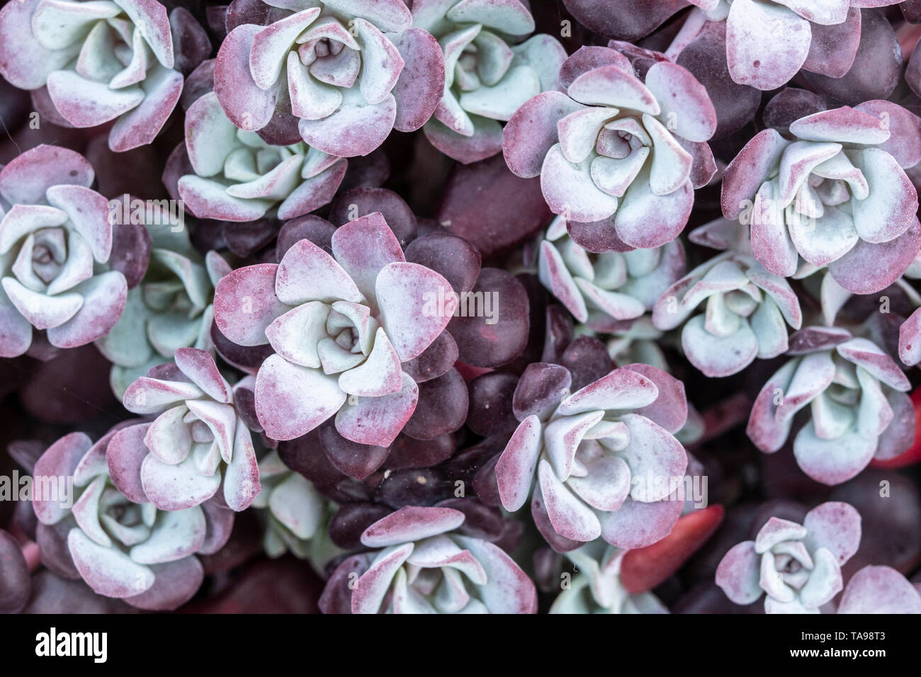 Sedum Hispanicum Minus pot 0,5 litre