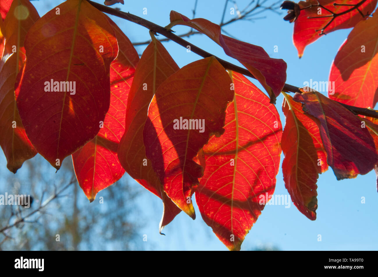 Autumn colours in a garden in suburban Melbourne, Australia Stock Photo