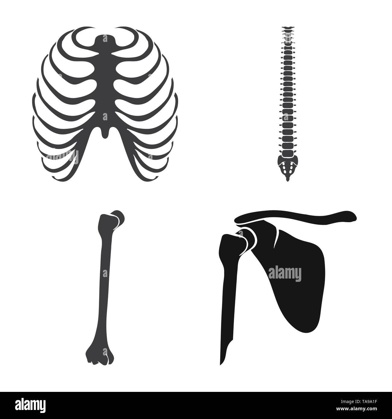 Rib fracture Black and White Stock Photos & Images Alamy