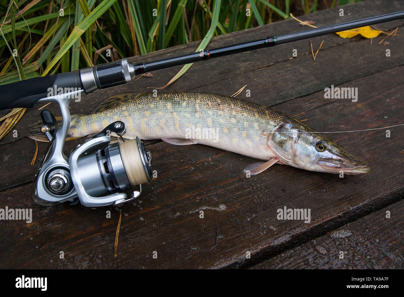 Freshwater Northern pike fish know as Esox Lucius and fishing rod with reel  lying on vintage wooden background at autumn time. Fishing concept, good c  Stock Photo - Alamy