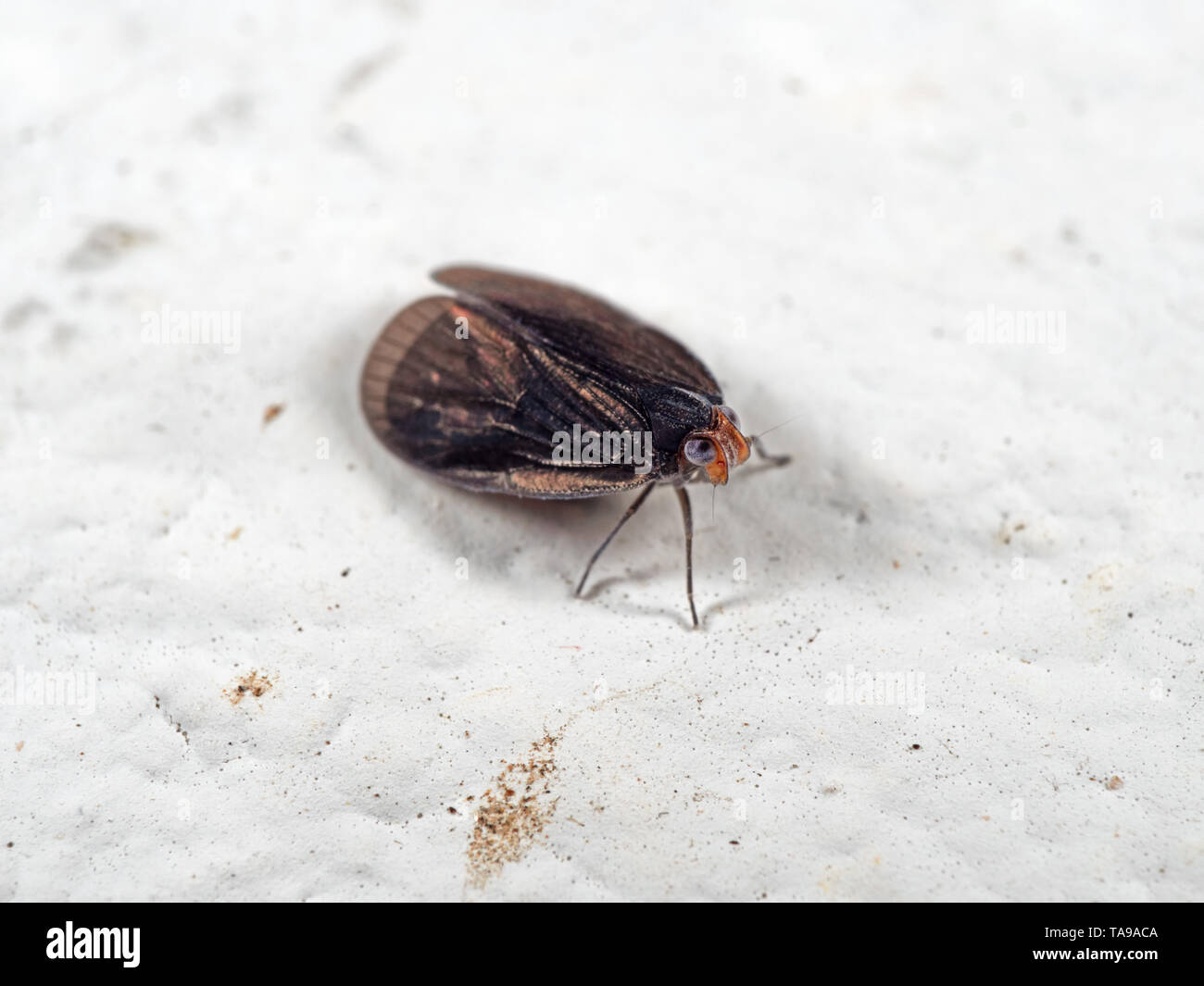 Macro Photography of Tiny Insect on White Floor Stock Photo