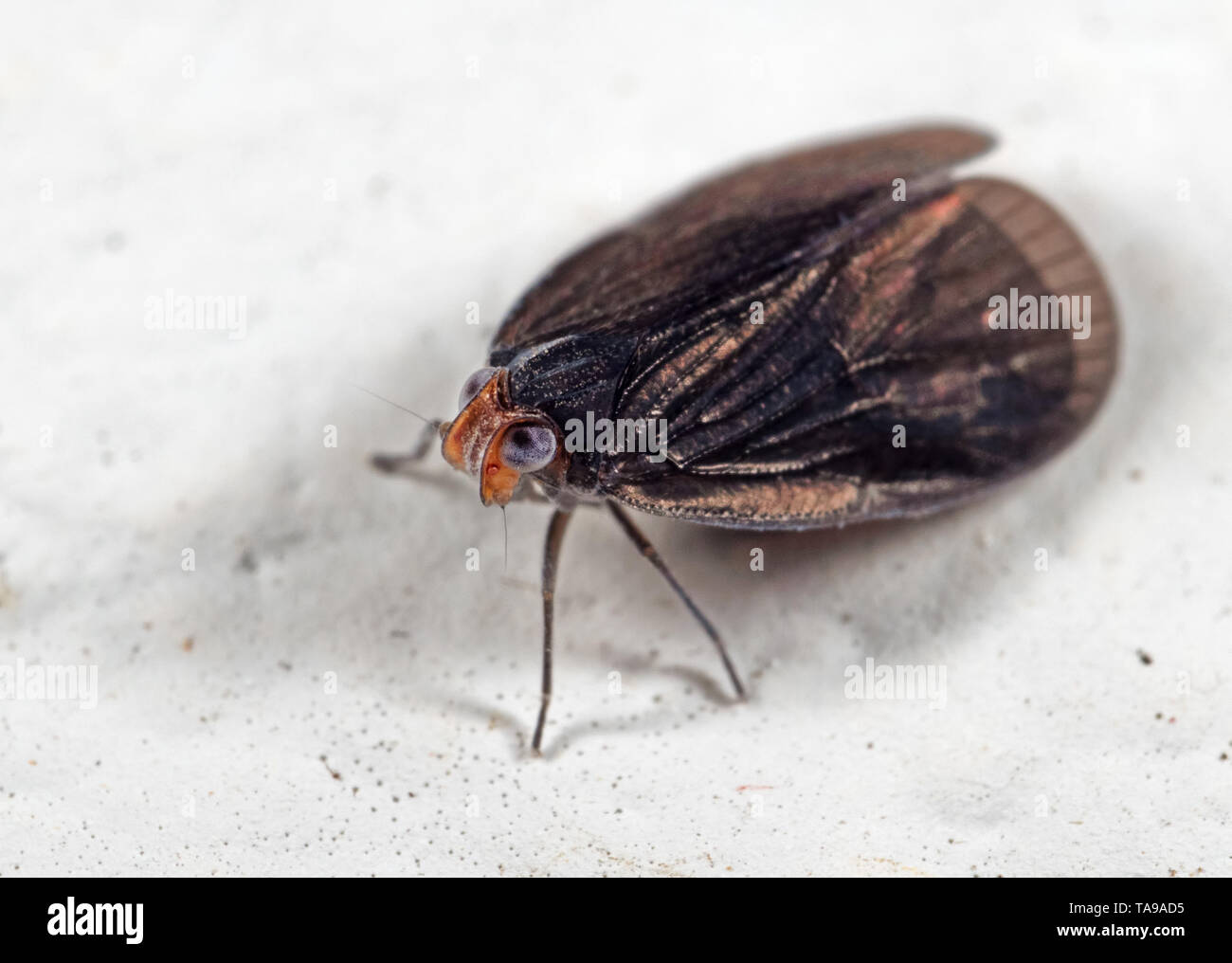 Macro Photography of Tiny Insect on White Floor Stock Photo