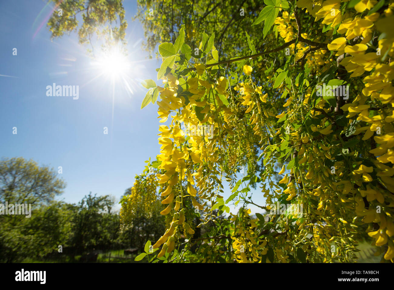 A flowering laburnum tree, family Fabaceae, on a sunny day in a garden in Lancashire England UK GB Stock Photo