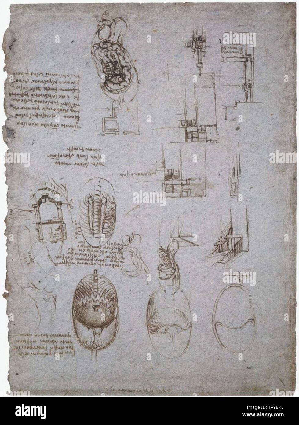 Leonardo Da Vinci - Studies Vill Melzi Anatomical Study 1513 Stock Photo