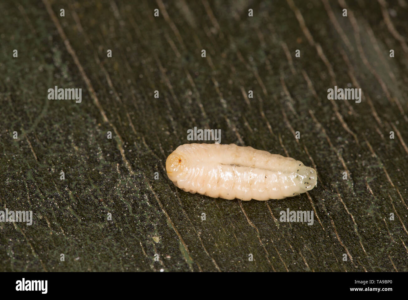 A wasp grub from a nest that was found in a woodpile when moving logs in a garden. Lancashire England UK GB Stock Photo