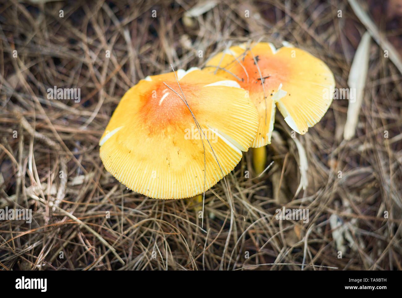 Thai wild mushrooms hires stock photography and images Alamy