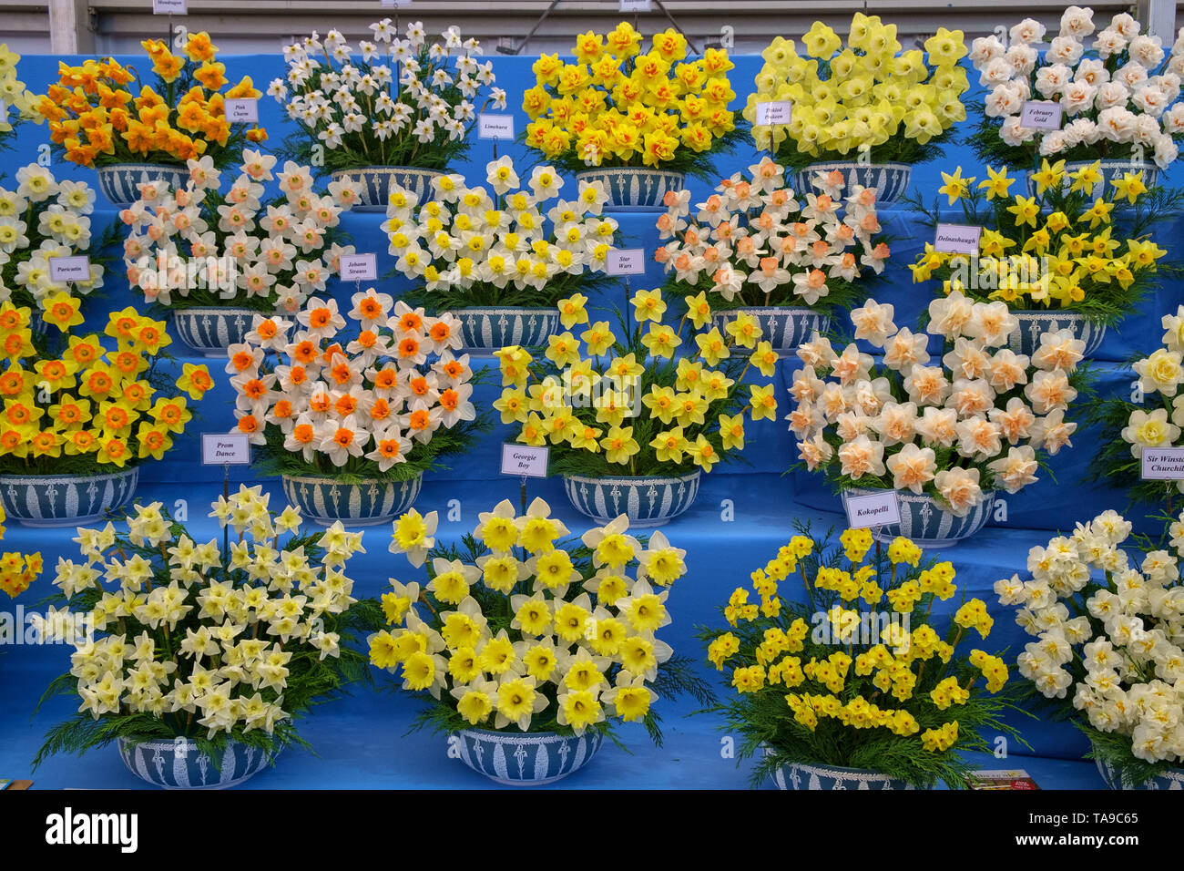 London, UK - May 22nd 2019: RHS Chelsea Flower Show, an award winning display of daffodils. Stock Photo