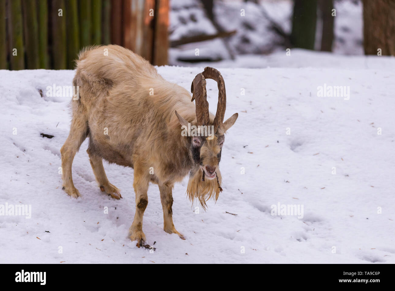 Goat with horns and beard in the village. Stock Photo