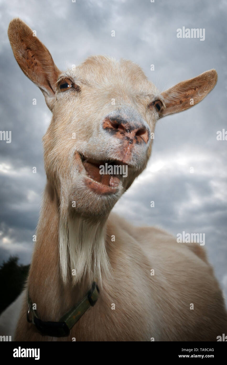 Funny goat videos 2018 sale