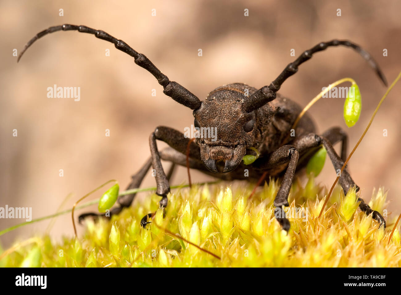 Weaver beetle on the yellow moos Stock Photo