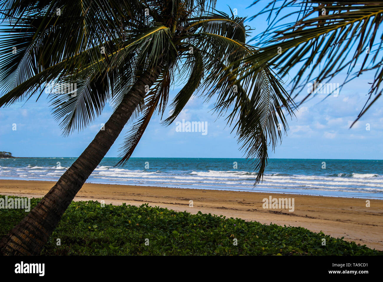 Tropical Beach with Palm Tree in Mission Beach, Australia Stock Photo