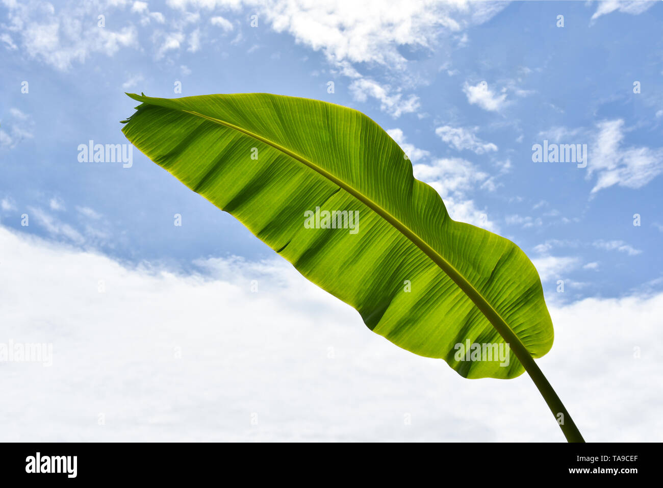 Banana Leaf Background Green Tropical Plant Nature With Fresh Banana Leaves On Cloud Blue Sky On Bright Day Stock Photo Alamy
