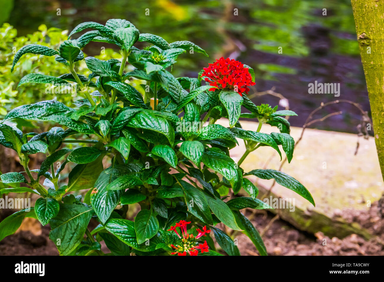 Red clustered flowers on a pentas plant, popular tropical plant from Africa, ornamental flowering garden plants Stock Photo