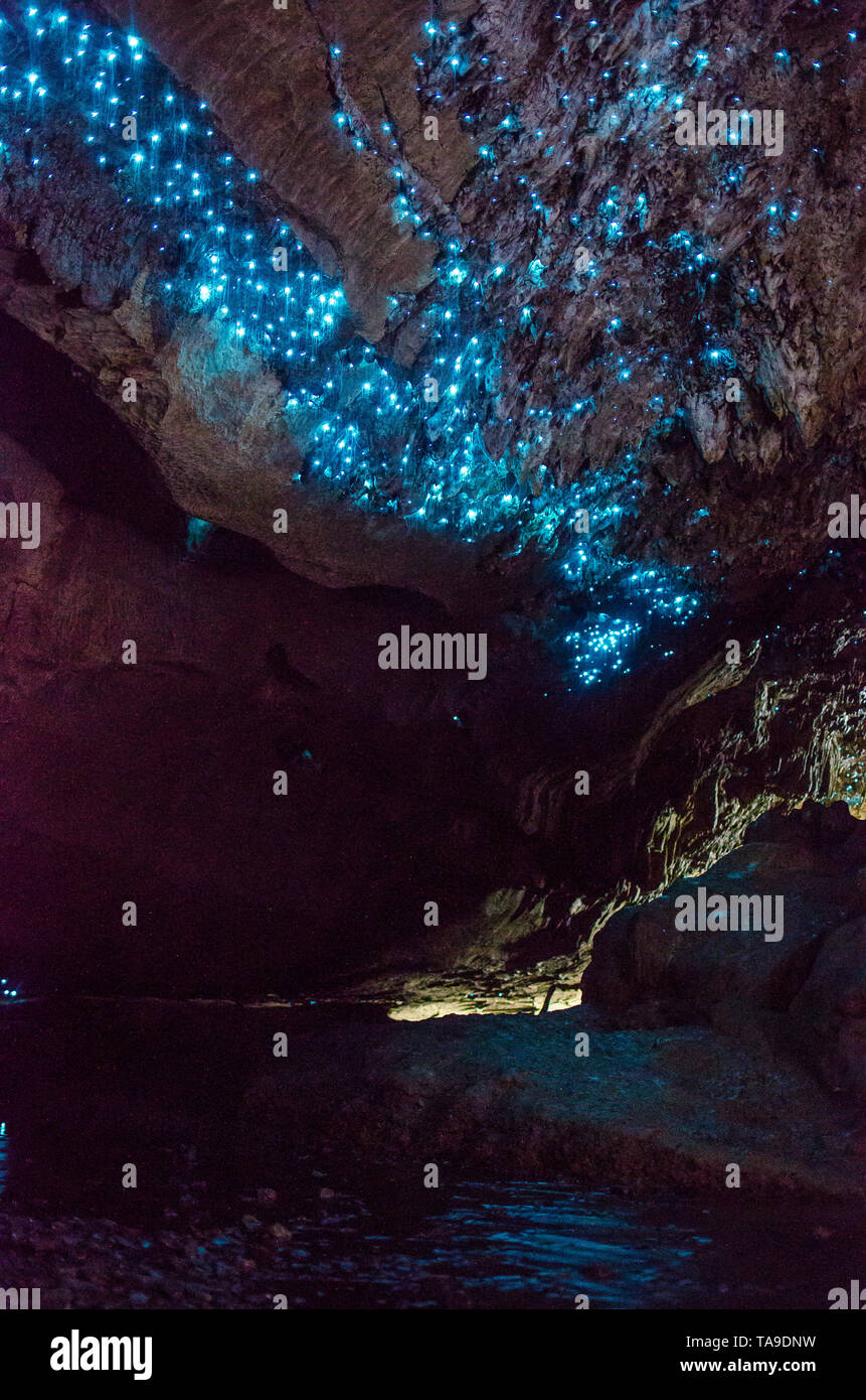 Bioluminiscent Glow Worms shining in Waipu Caves, Northland, North Island, New Zealand. Stock Photo