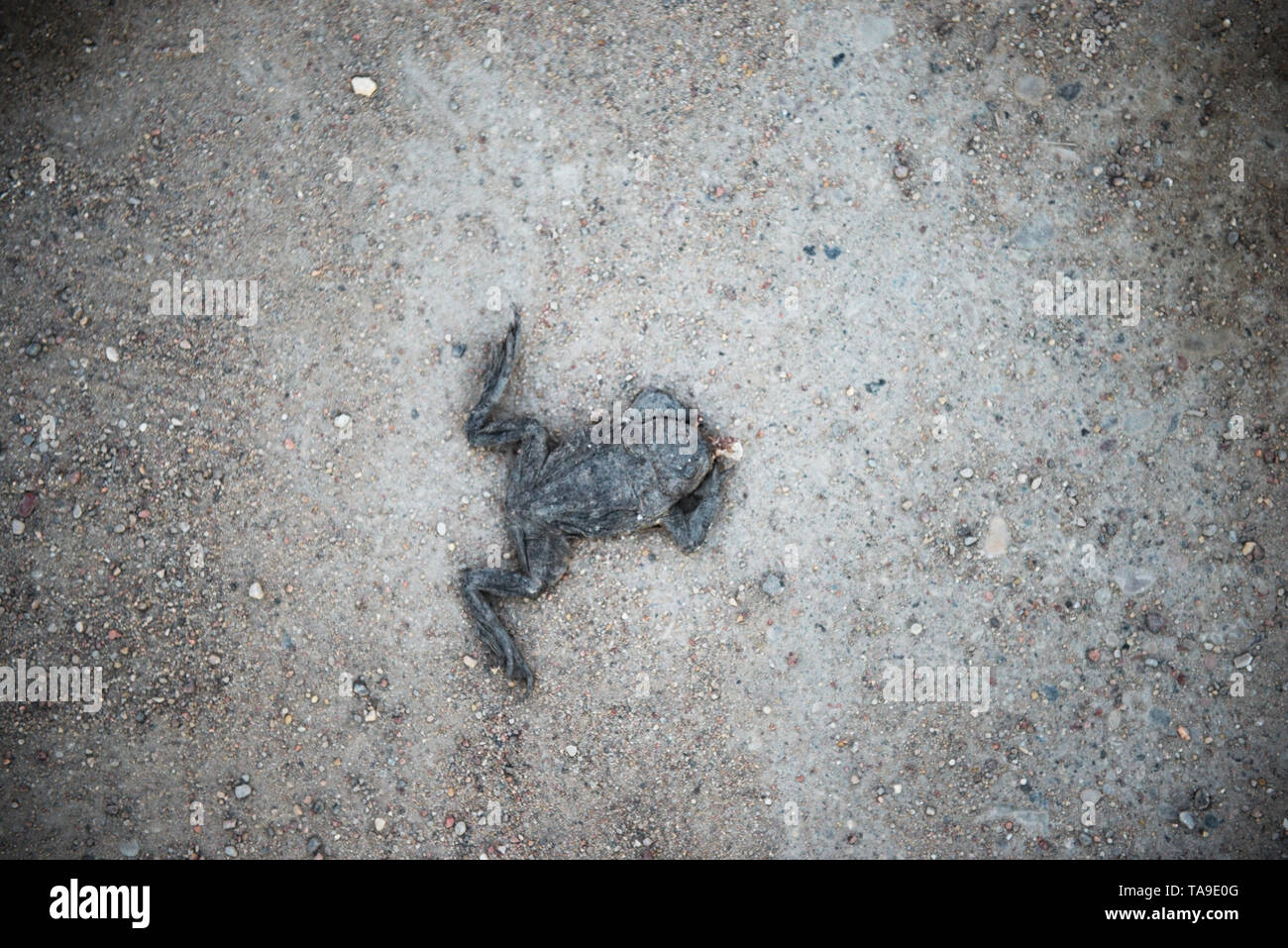 Toad died flat on the road. frog died on cement street. frog run over by a car on an road. car accident on the road. Stock Photo