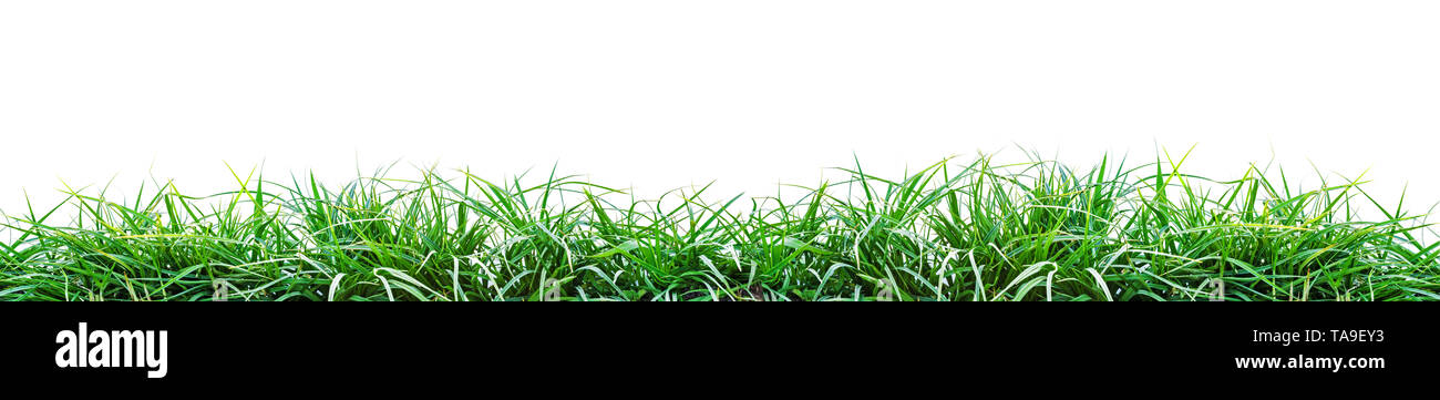 green grass isolated on white background Stock Photo - Alamy