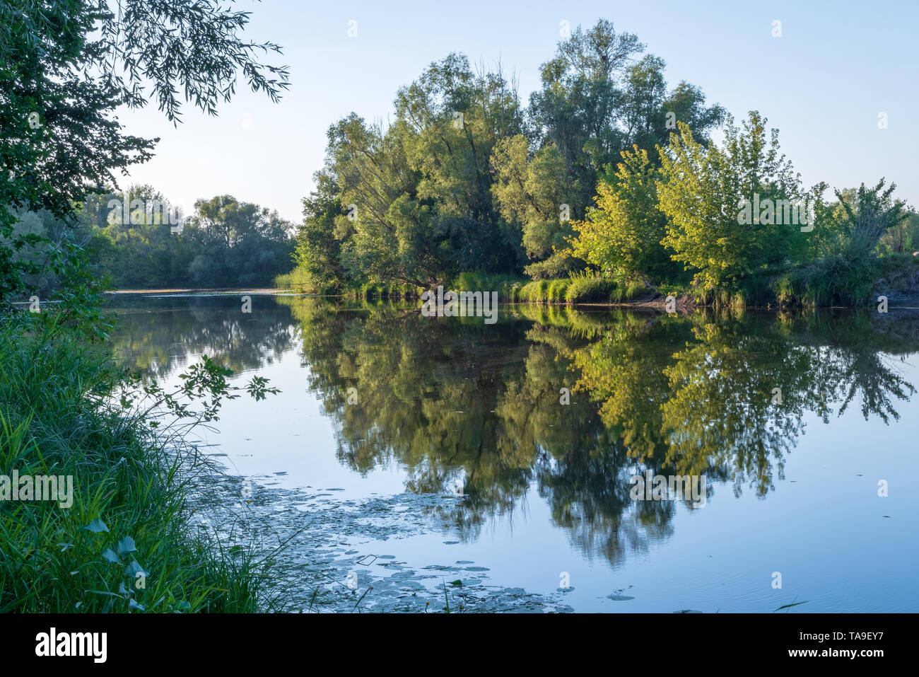 Fresh green leaves of trees and reeds are reflected in the blue calm water of the quiet river. Warm summer noon in the middle climatic zone. Stock Photo