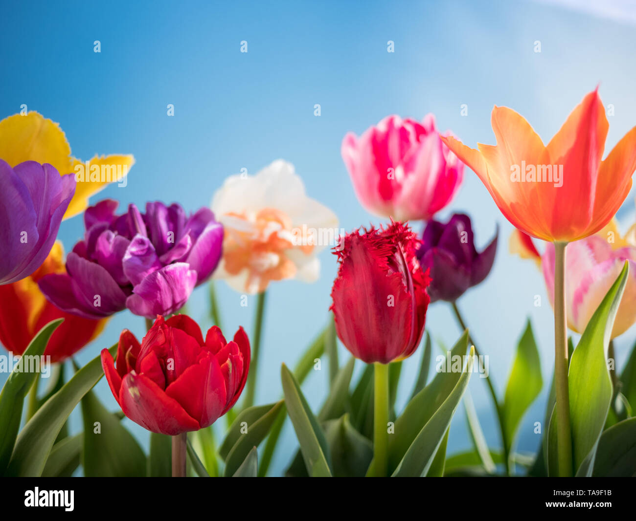 colorful tulips flowers spring background Stock Photo