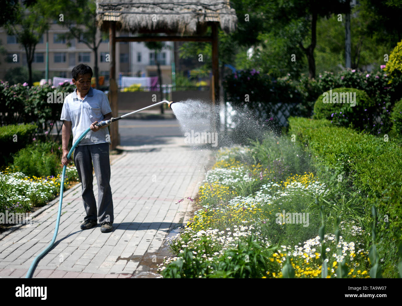 Tianjin. 23rd May, 2019. A staff member waters flowers in a botanical garden in north China's Tianjin Economic-Technological Development Area (TEDA), May 23, 2019. Nearly ten years of greening efforts have successfully transformed a saline-alkaline marsh into a botanical garden with over 6,000 species of plants. The garden now serves as a plant resource bank in TEDA for scientific research, scientific education, demonstration and entertainment purposes. Credit: Yue Yuewei/Xinhua/Alamy Live News Stock Photo