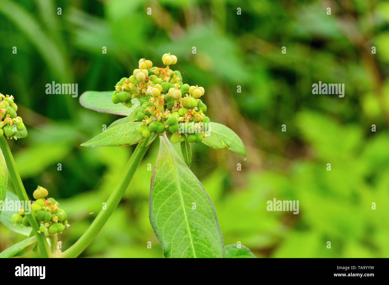 Corn dog grass hi-res stock photography and images - Alamy