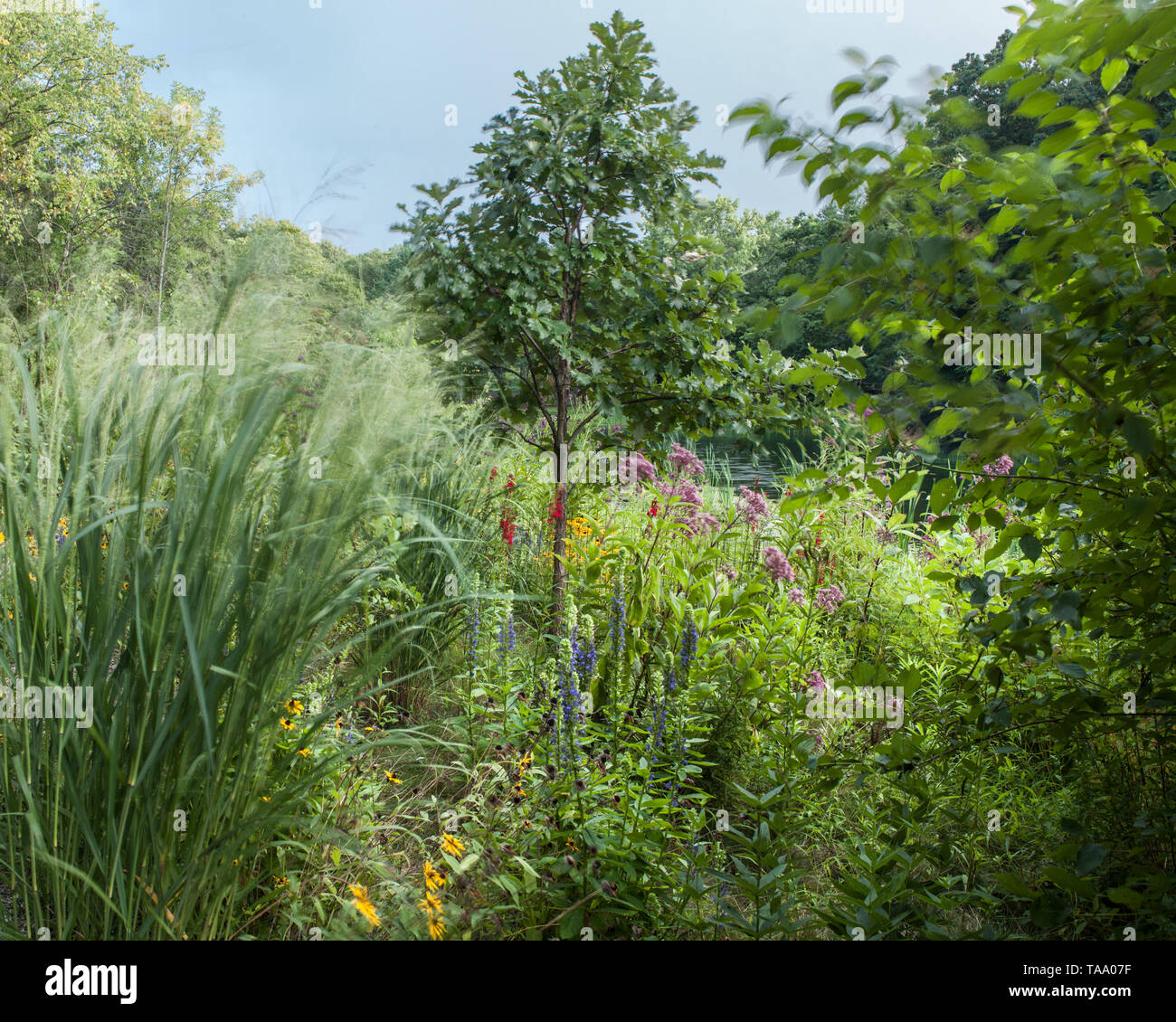 Various Native Plants and Tall Grasses near Pond Stock Photo