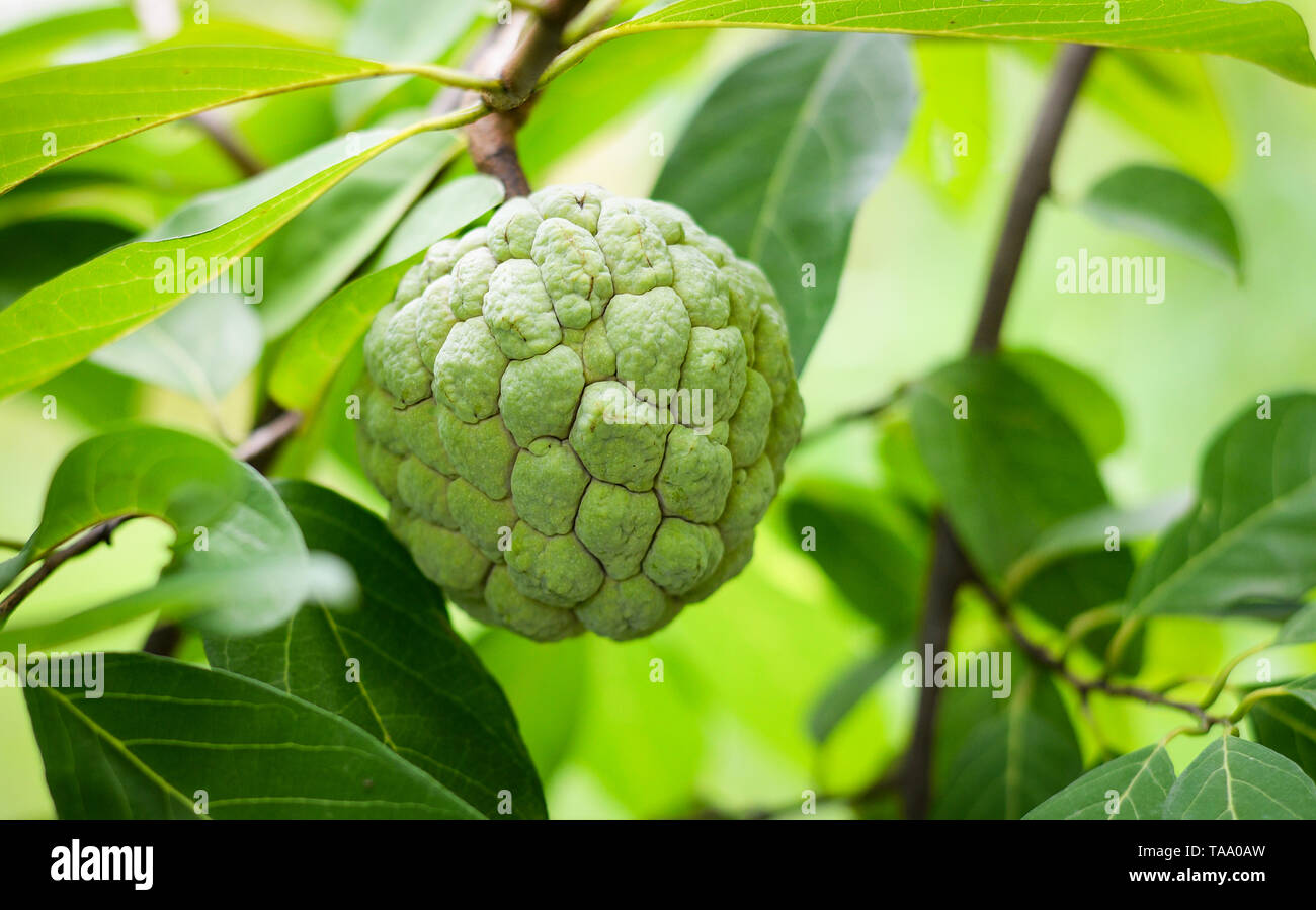Sugar apple tropical fruit on tree in the garden - custard apple on ...