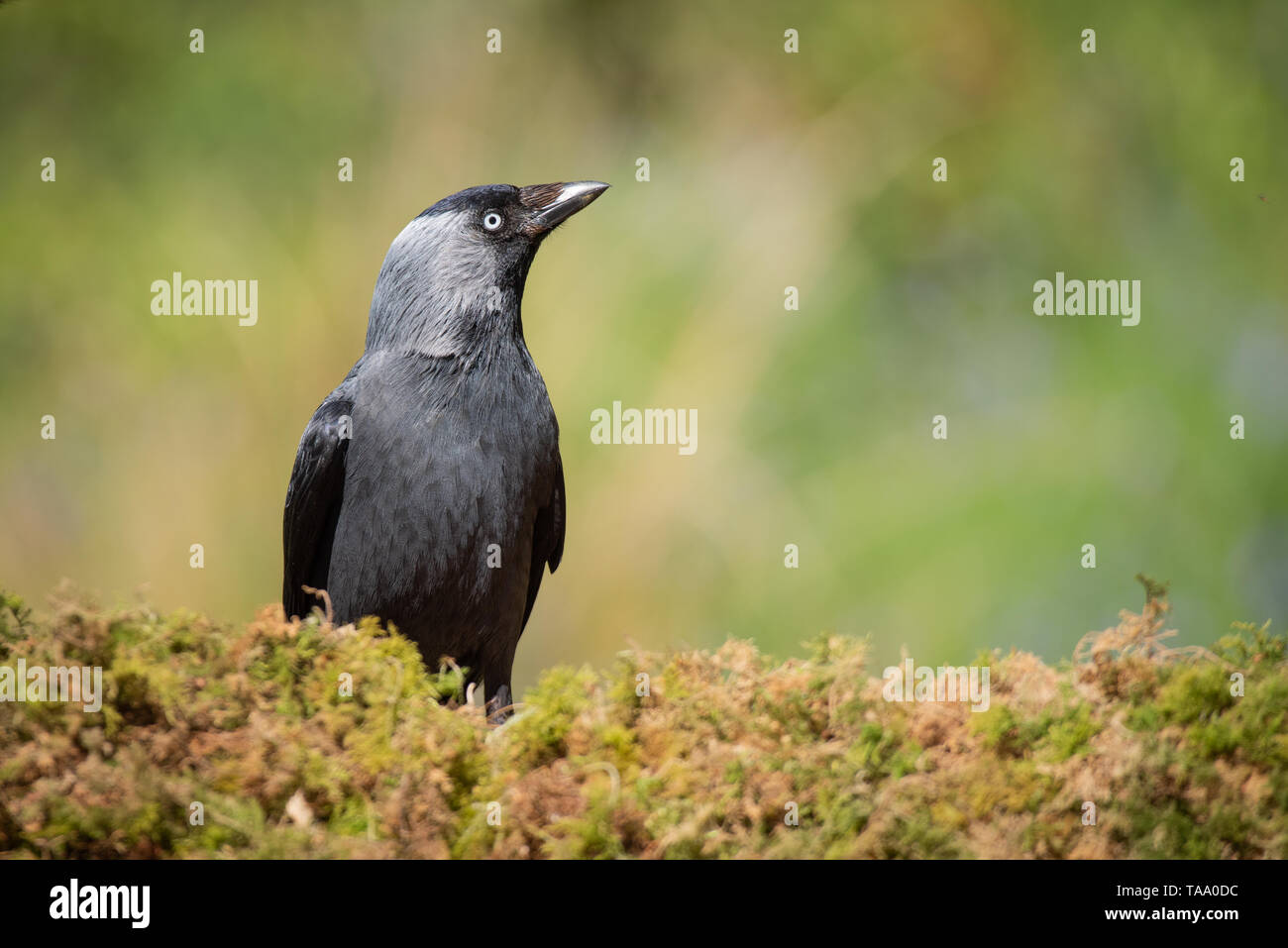 A half length portrait of a jackdaw perched on a lichen covered log staring up slightly and slightly tight into copy space Stock Photo