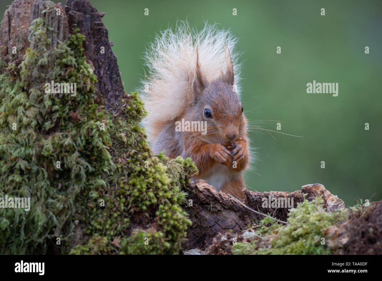 A front portrait image of a red squirrel with a bushy tail sitting on an old lichen covered tree