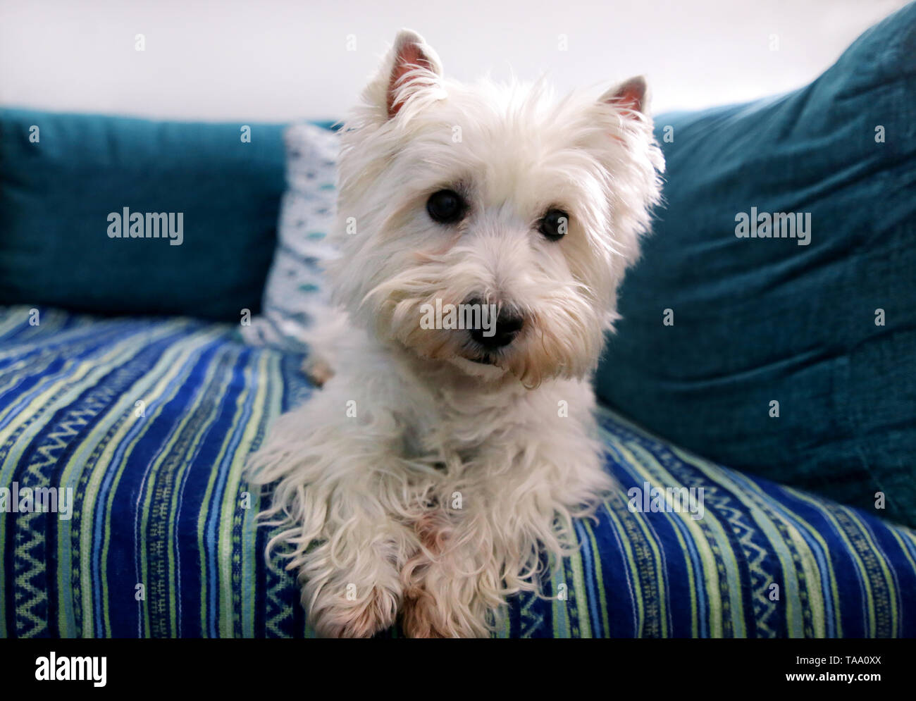 westie blanket