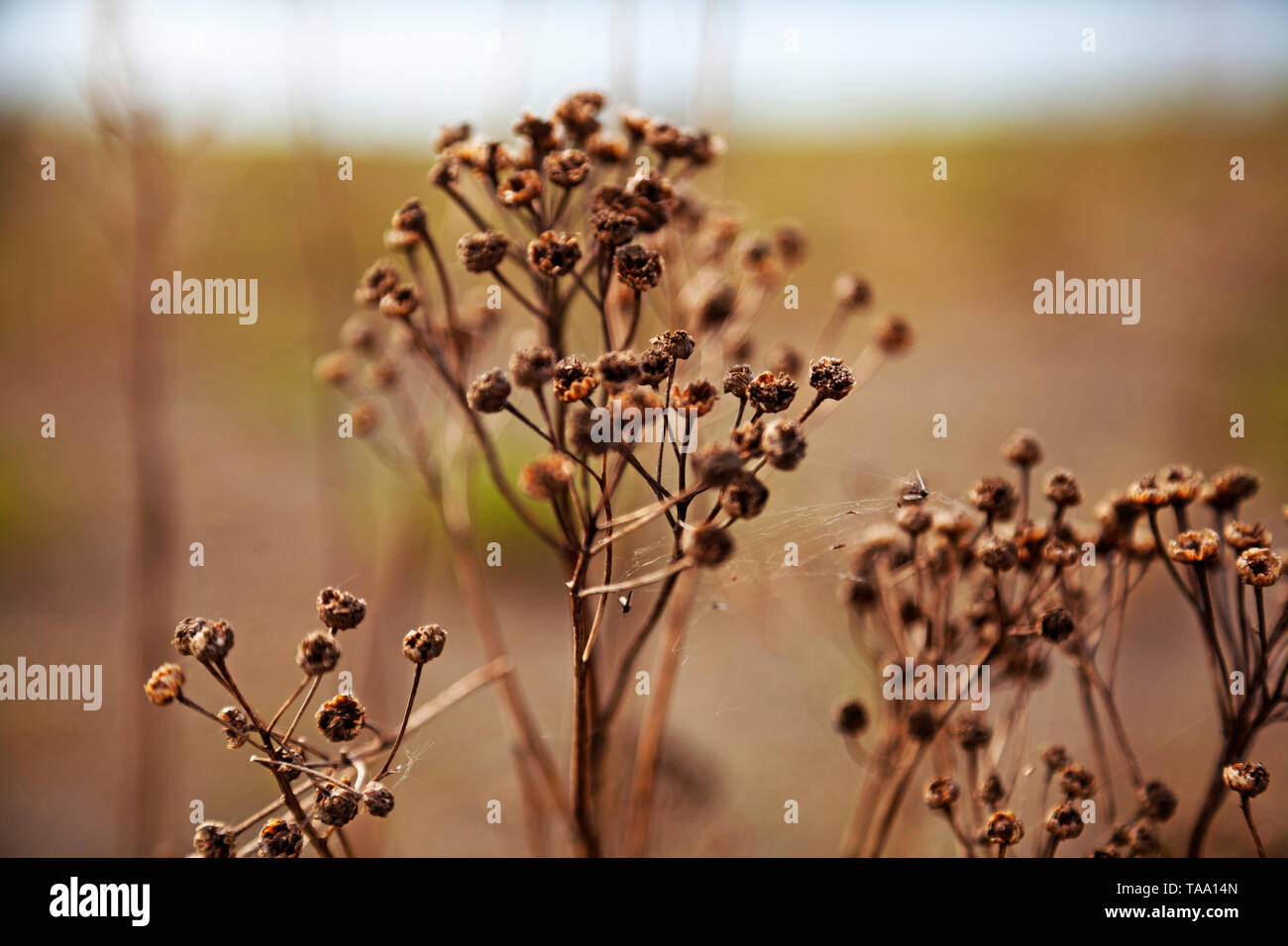 flowers that have dried outdoors Stock Photo Alamy