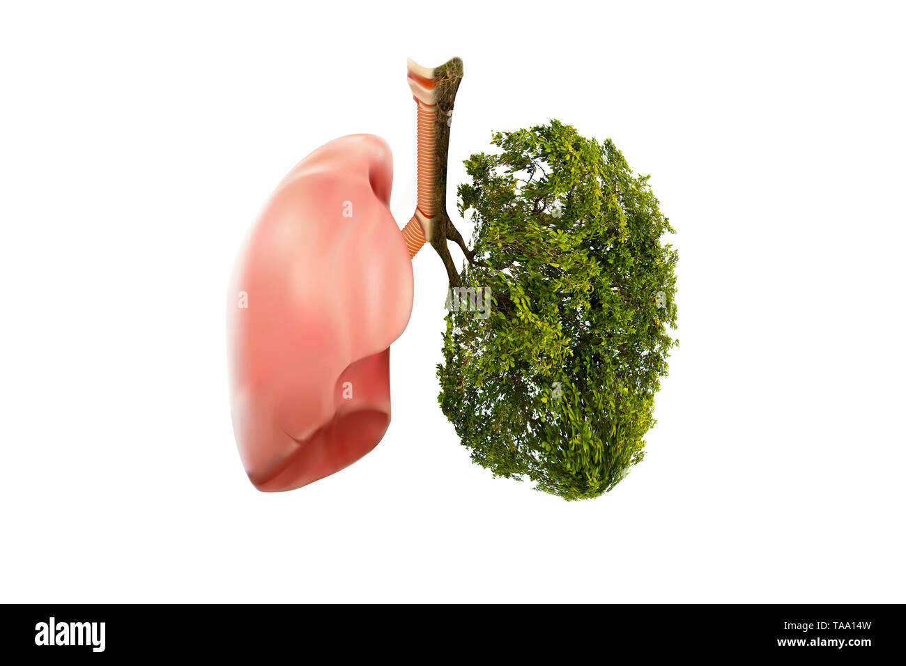 Lung green tree-shaped images, medical concepts, autopsy, 3D display and animals as an element Stock Photo