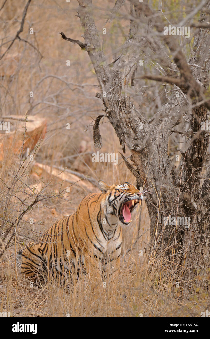 Tiger roaring in Ranthambore national park, rajasthan, India, Asia Stock Photo