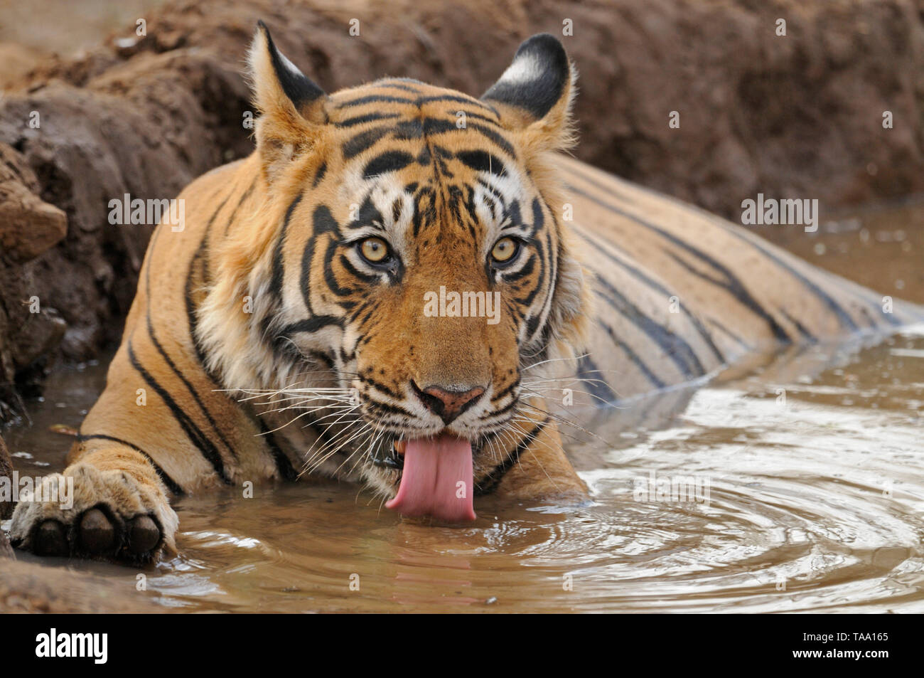 Tiger sitting in water hole, Ranthambore national park, India, Asia Stock Photo