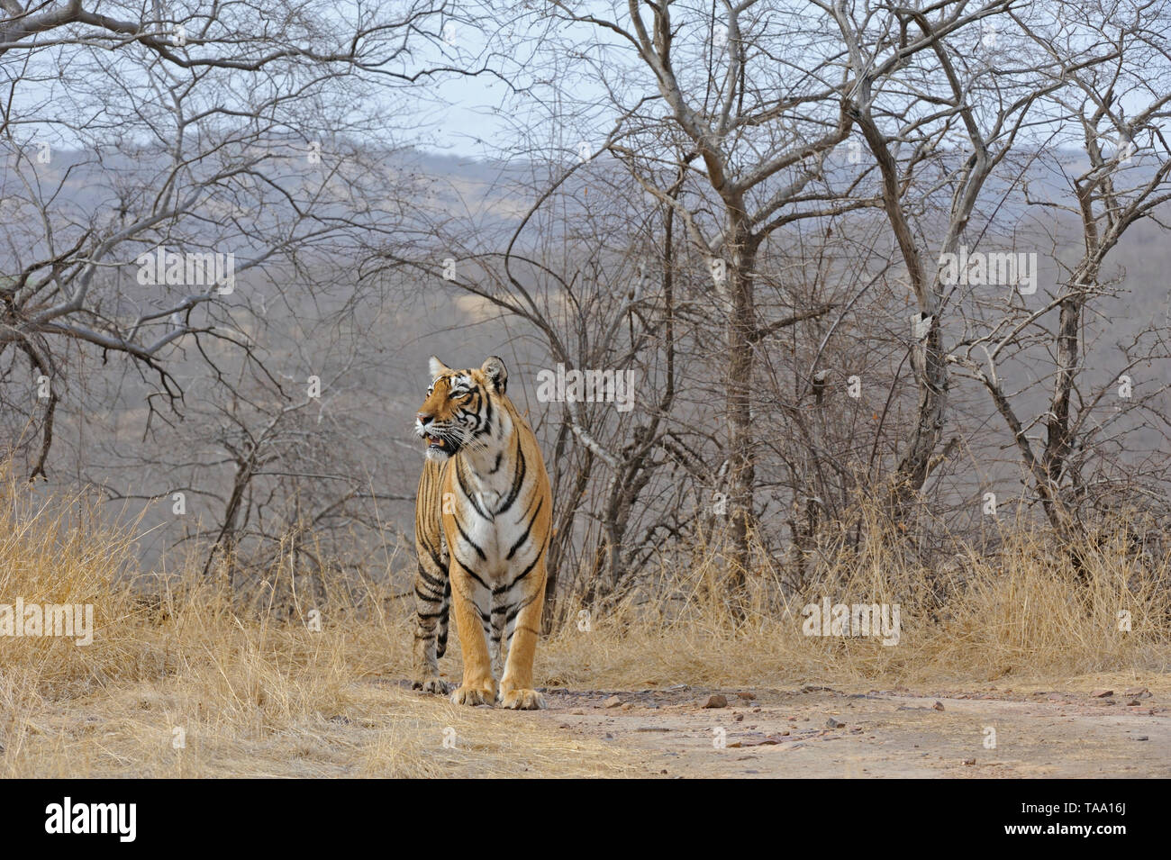 tiger walking in Ranthambore national park, Rajasthan, India, Asia Stock Photo
