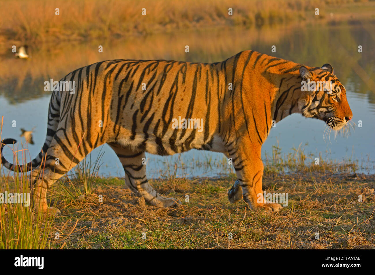 Bengal Tiger Ranthambore National Park Rajasthan India Asia Stock 