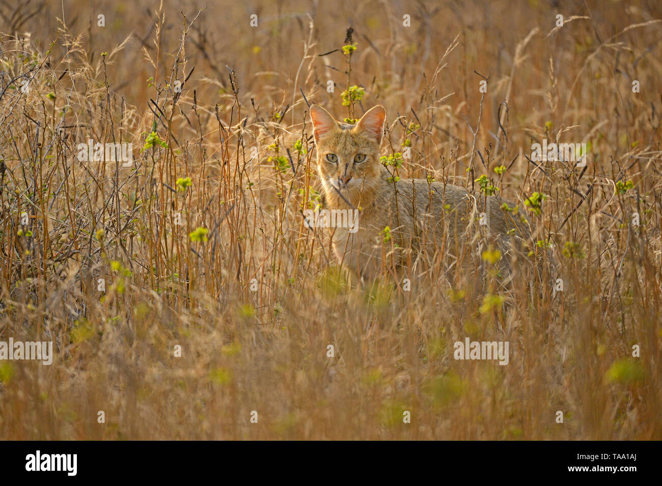 Jungle cat in Ranthambore national park, rajasthan, India, Asia Stock Photo