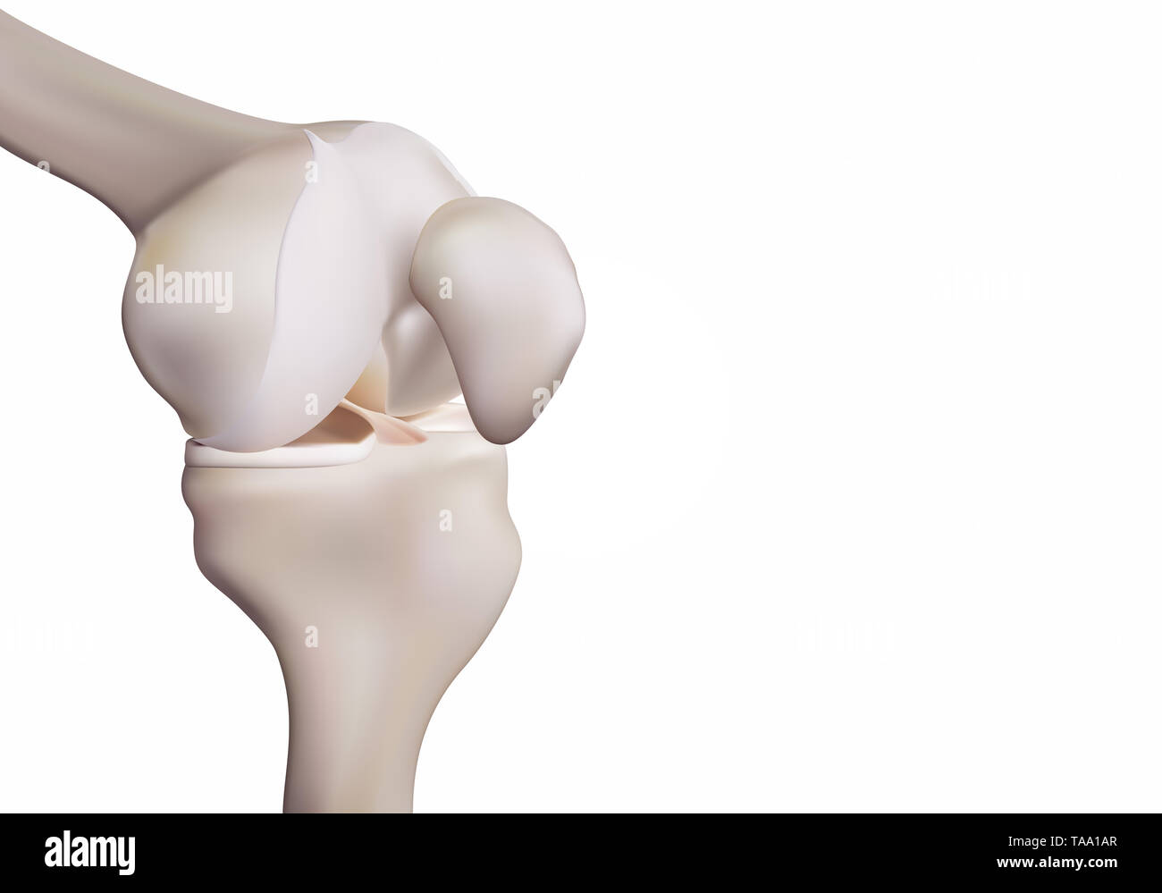 3D rendering, illustrations of human and medical knee science Stock Photo