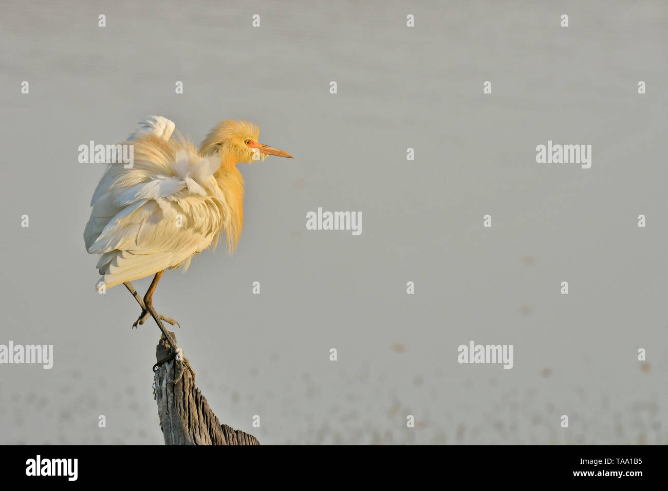 Cattle egret breeding plumage roosting on tree trunk, rajasthan, India, Asia Stock Photo