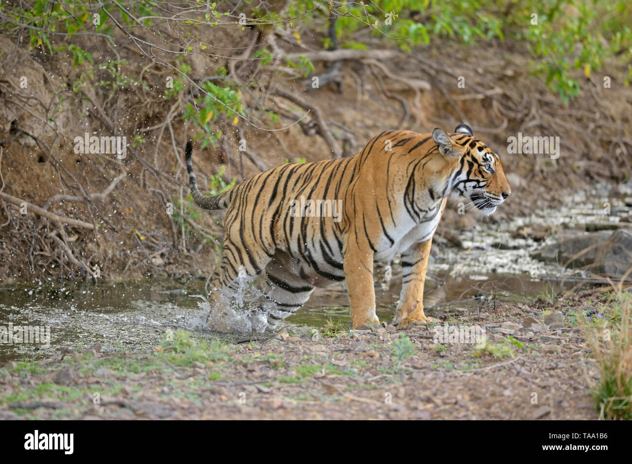 tiger in waterhole, Ranthambhore national park, rajasthan, India, Asia Stock Photo