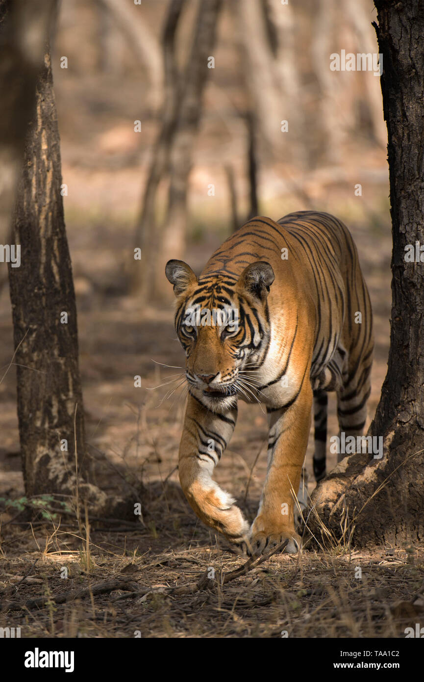 Bengal tiger in Ranthambhore national park, rajasthan, India, Asia Stock Photo