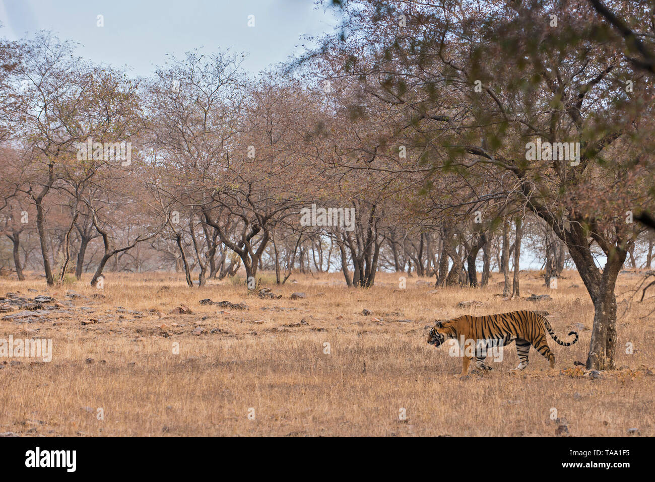 Tiger walking in Ranthambhore national park, rajasthan, India, Asia Stock Photo