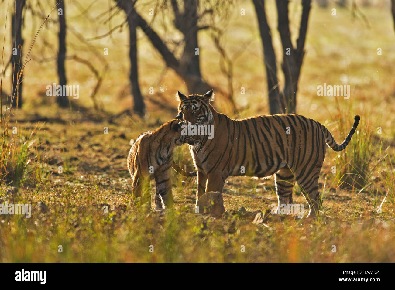 Bengal tiger playing with cubs, Ranthambhore national park, rajasthan, India, Asia Stock Photo