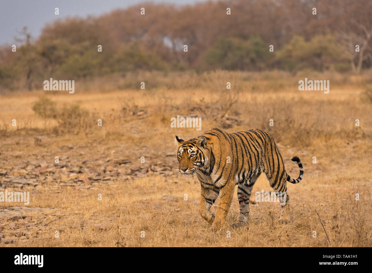 bengal tiger in Ranthambhore national park, rajasthan, India, Asia Stock Photo