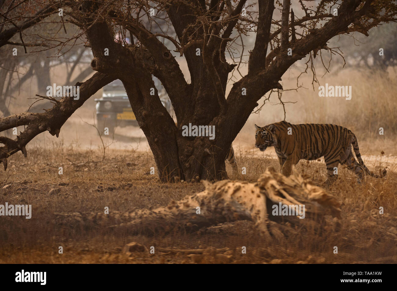 tiger safari in Ranthambhore national park, rajasthan, India, Asia Stock Photo